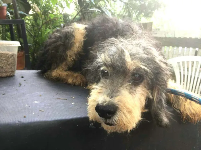 Cachorro ra a  idade 5 anos nome Julieta 