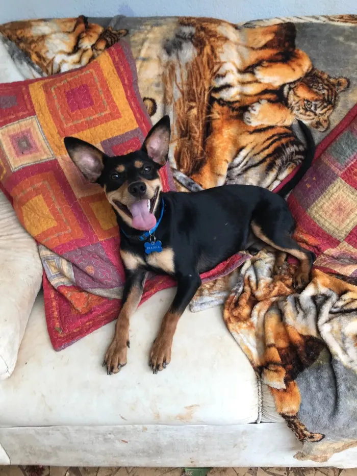 Cachorro ra a SRD idade  nome Frajola