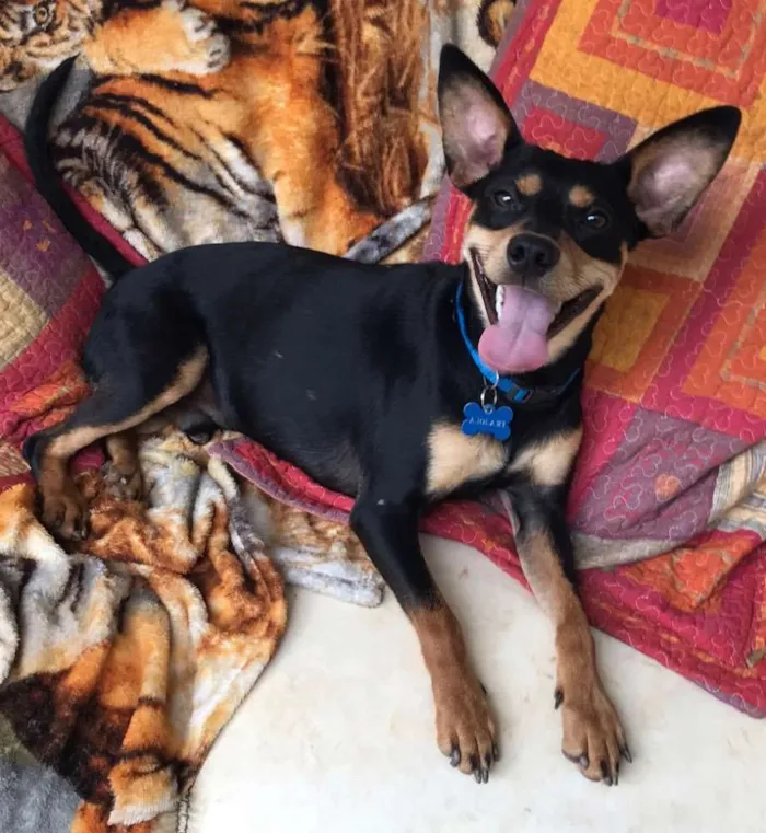 Cachorro ra a SRD idade  nome Frajola