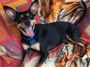 Cachorro raça SRD idade  nome Frajola