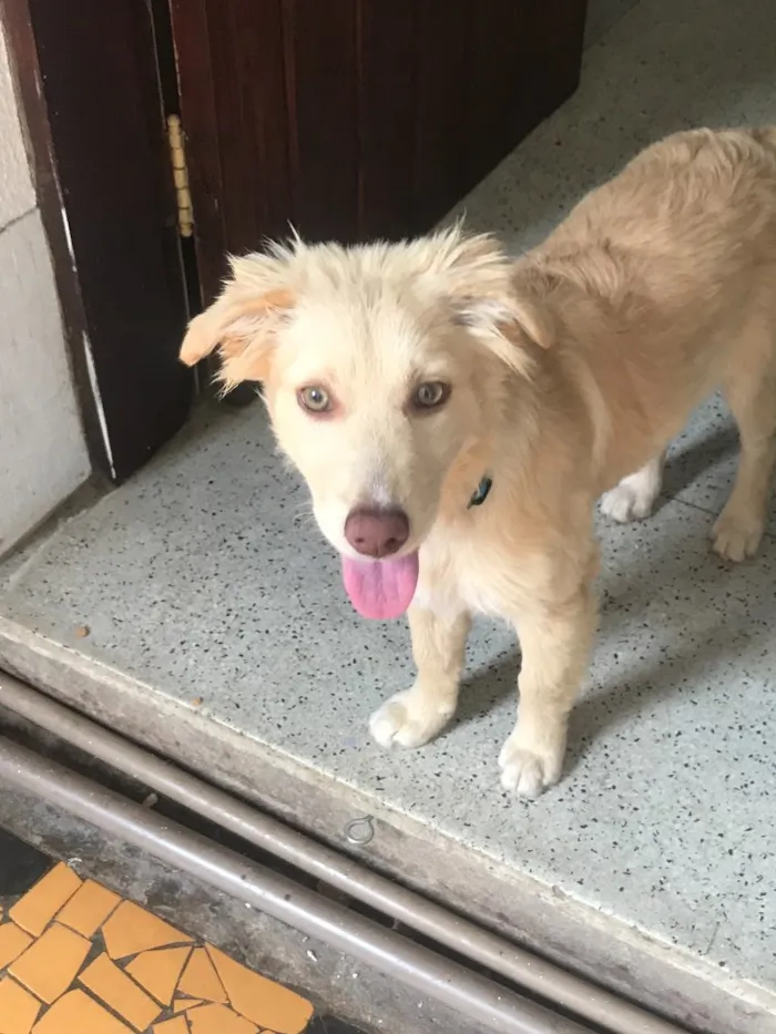 Cachorro ra a SRD idade  nome Laila