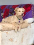 Laila