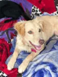 Laila