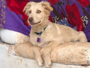 Cachorro raça SRD idade  nome Laila