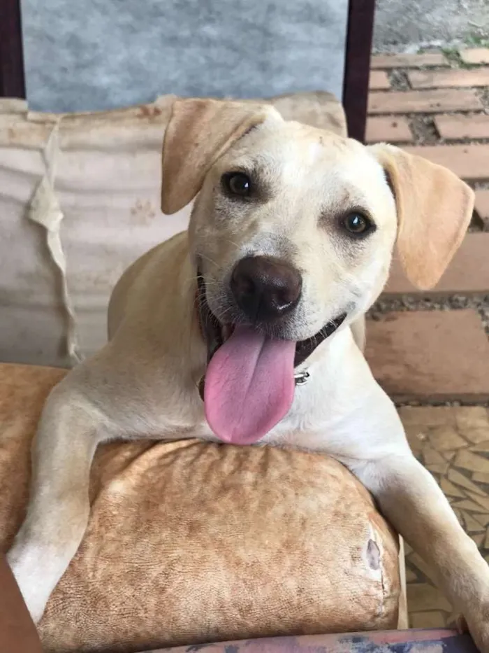 Cachorro ra a SRD idade  nome Melody