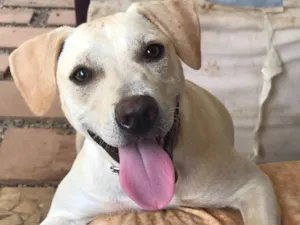 Cachorro raça SRD idade  nome Melody