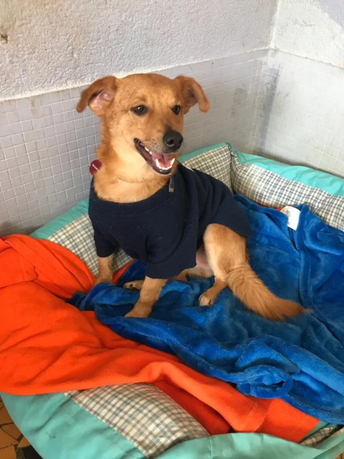 Cachorro ra a sRD idade  nome Sebastian