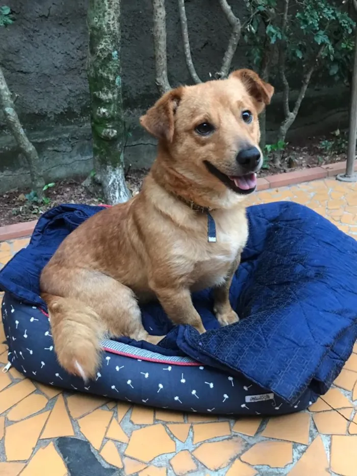 Cachorro ra a sRD idade  nome Sebastian