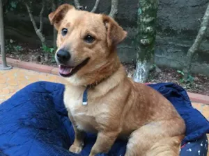 Cachorro raça sRD idade  nome Sebastian