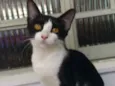 Luci