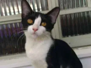 Gato raça srd idade Abaixo de 2 meses nome Luci