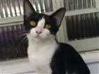 Gato raça srd idade Abaixo de 2 meses nome Luci