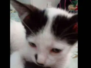 Gato raça  idade Abaixo de 2 meses nome Granulado