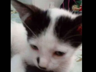 Gato raça  idade Abaixo de 2 meses nome Granulado