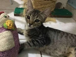 Cachorro raça S.R.D idade 2 a 6 meses nome Tigresa