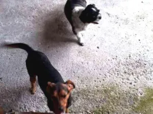 Cachorro raça Shitzu e um vira lata  idade 6 ou mais anos nome Rag e chip 
