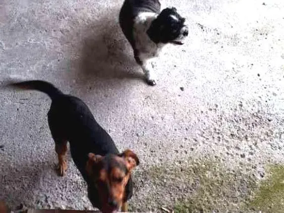 Cachorro ra a Shitzu e um vira lata  idade 6 ou mais anos nome Rag e chip 