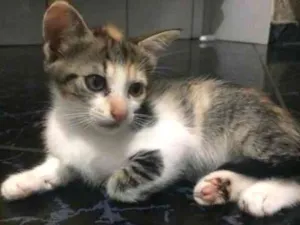 Gato raça Não tem  idade 2 a 6 meses nome Não tem 