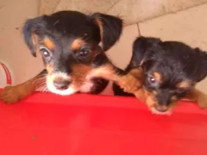 Cachorro raça Srd idade Abaixo de 2 meses nome Filhote