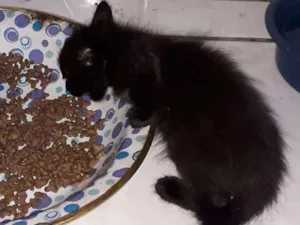 Gato raça Vira lata  idade Abaixo de 2 meses nome Não tem nome