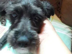 Cachorro raça poodle idade 7 a 11 meses nome Duck