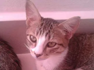 Gato raça  idade 2 a 6 meses nome Melissa