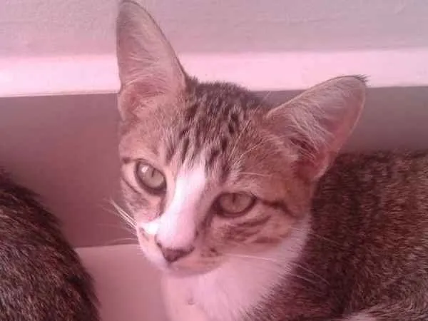 Gato ra a  idade 2 a 6 meses nome Melissa