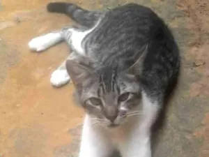 Gato raça  idade 1 ano nome ..