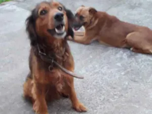 Gato raça viralata idade 1 ano nome viralata