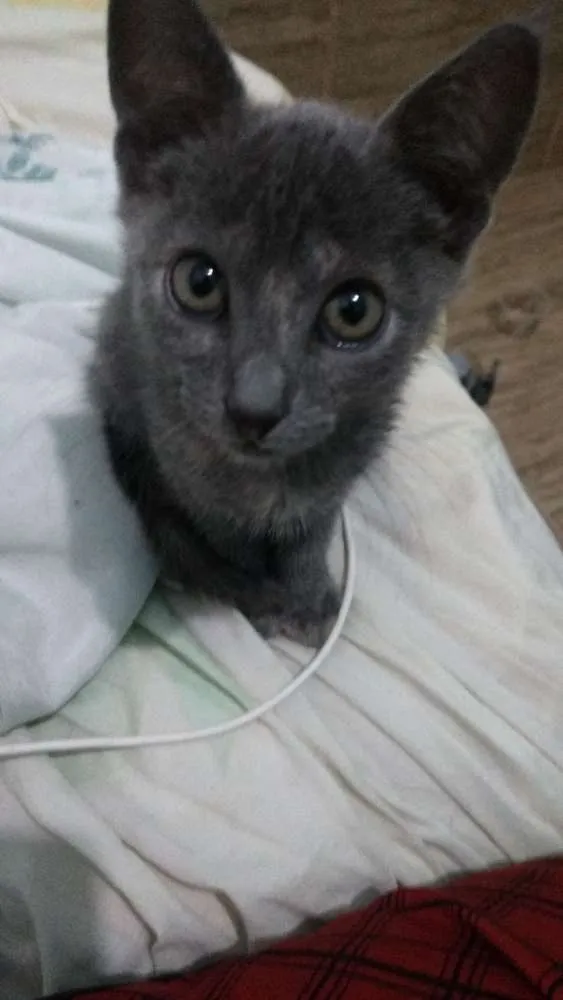 Gato ra a SRD idade Abaixo de 2 meses nome Benjamim
