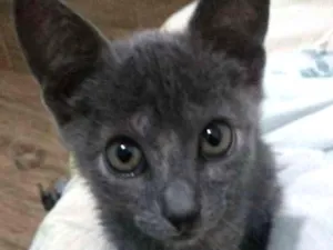 Gato raça SRD idade Abaixo de 2 meses nome Benjamim