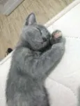 Benjamim