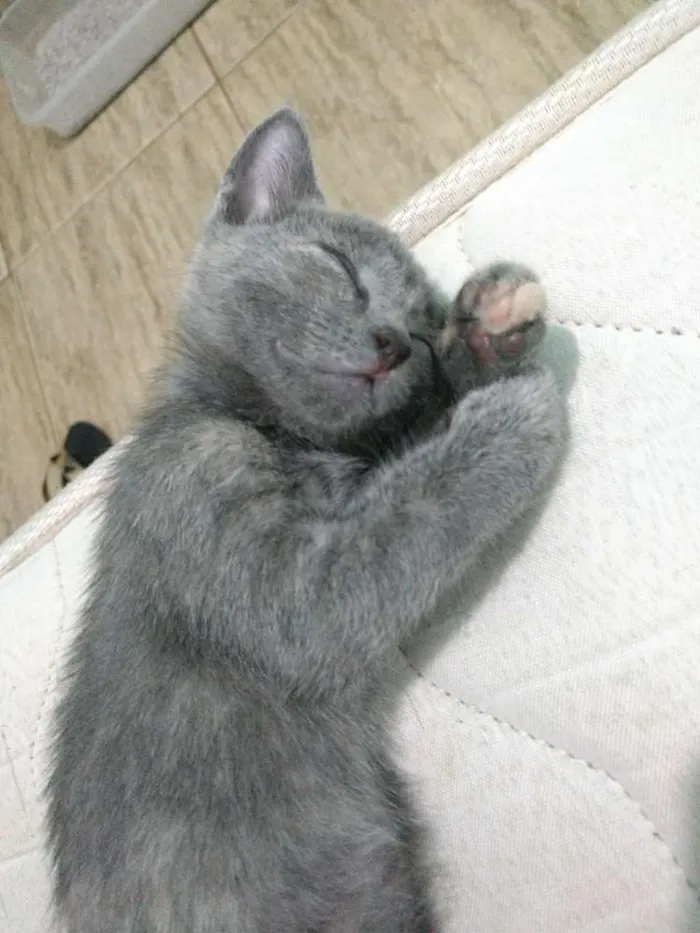 Gato ra a SRD idade Abaixo de 2 meses nome Benjamim