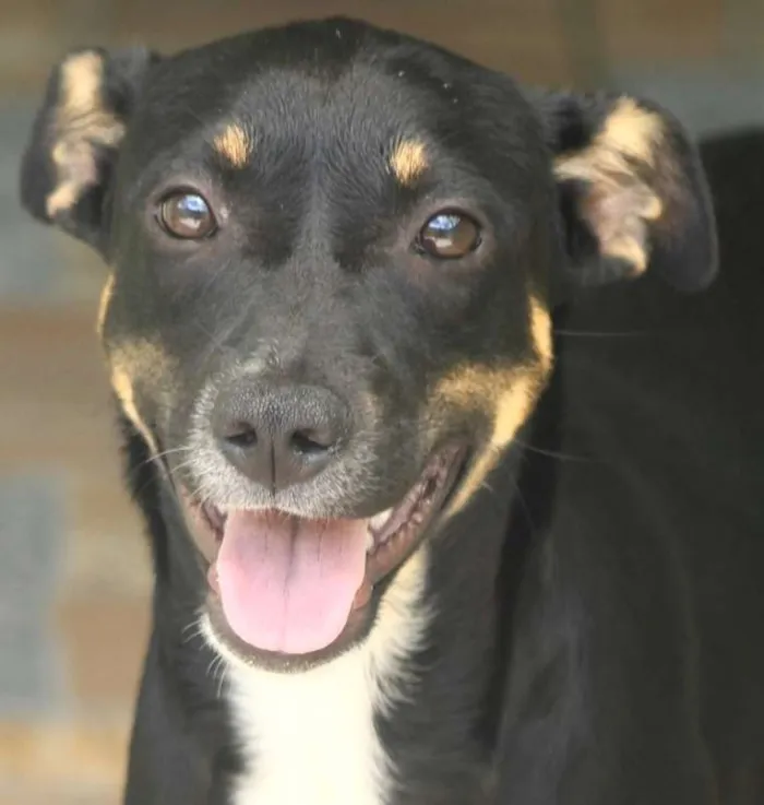 Cachorro ra a  idade 1 ano nome Lucy Filhote Pequena