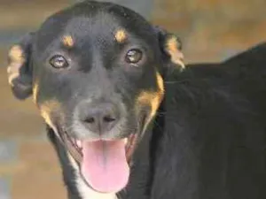 Cachorro raça  idade 1 ano nome Lucy Filhote Pequena
