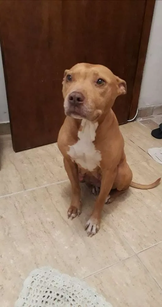 Cachorro ra a Pitbull idade 4 anos nome Não sei 