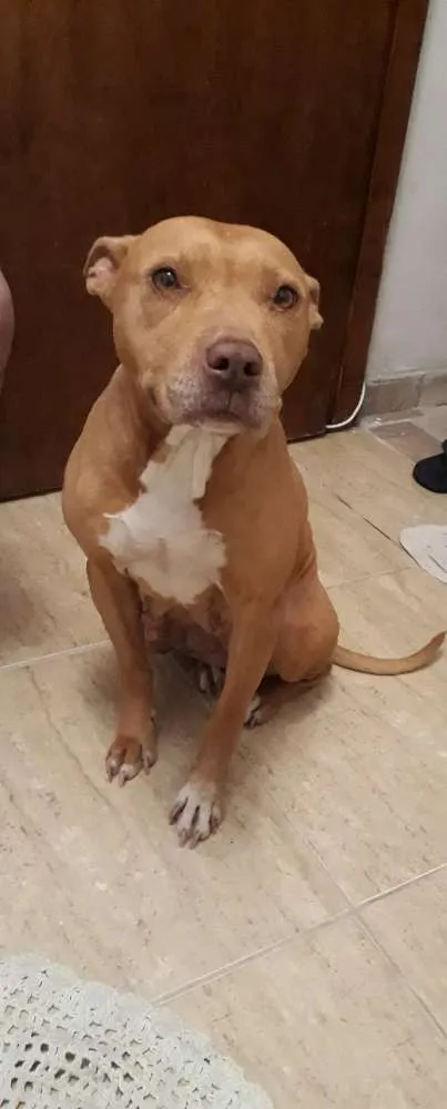 Cachorro ra a Pitbull idade 4 anos nome Não sei 