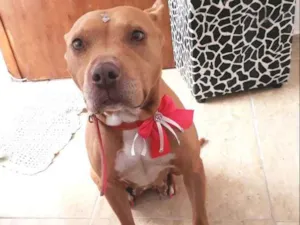 Cachorro raça Pitbull idade 4 anos nome Não sei 