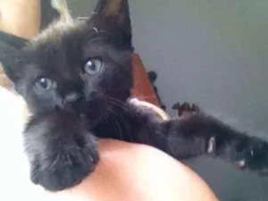 Gato raça SRD idade 2 a 6 meses nome Pantera
