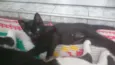Pantera