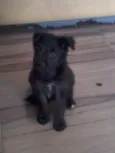 Pretinha