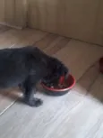Pretinha