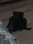 Pretinha