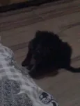 Pretinha