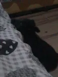 Pretinha
