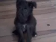 Pretinha
