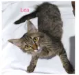 Gatinhos para adoção