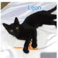 Gatinhos para adoção