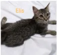 Gatinhos para adoção