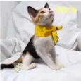 Gatinhos para adoção